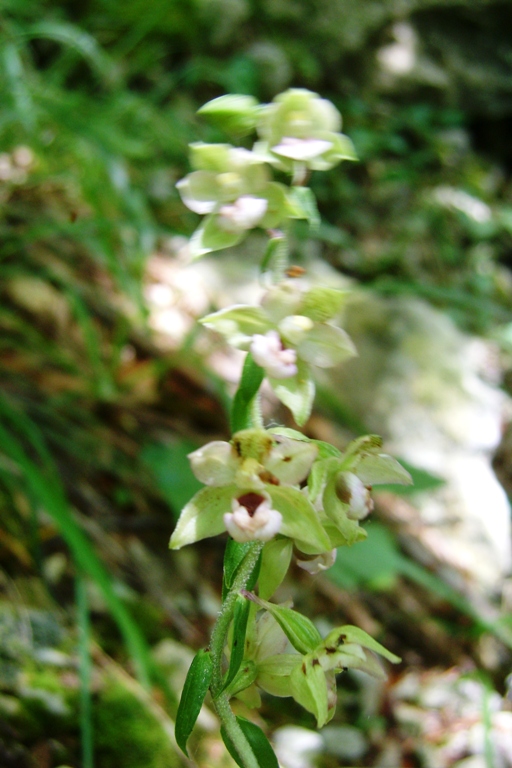 Epipactis sp.